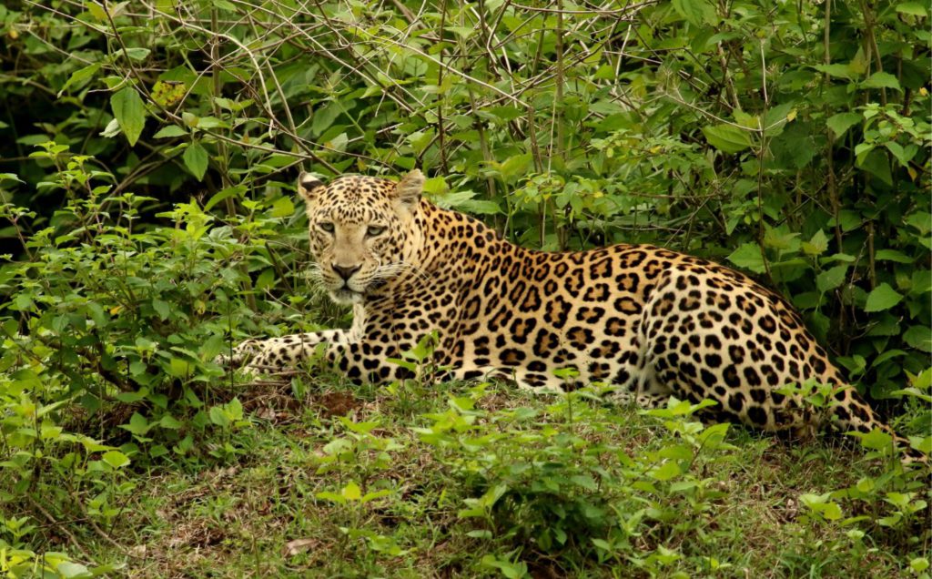 A leopard spotted in Bandipur National Park