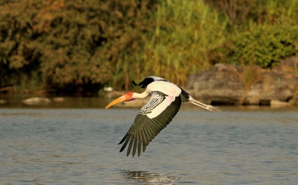 A painted stork in Ranganathittu Bird Sanctuary