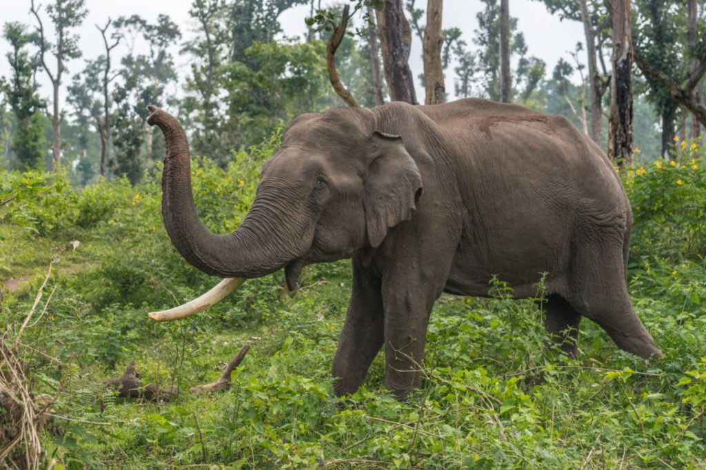 An Elephant at Dubare Camp