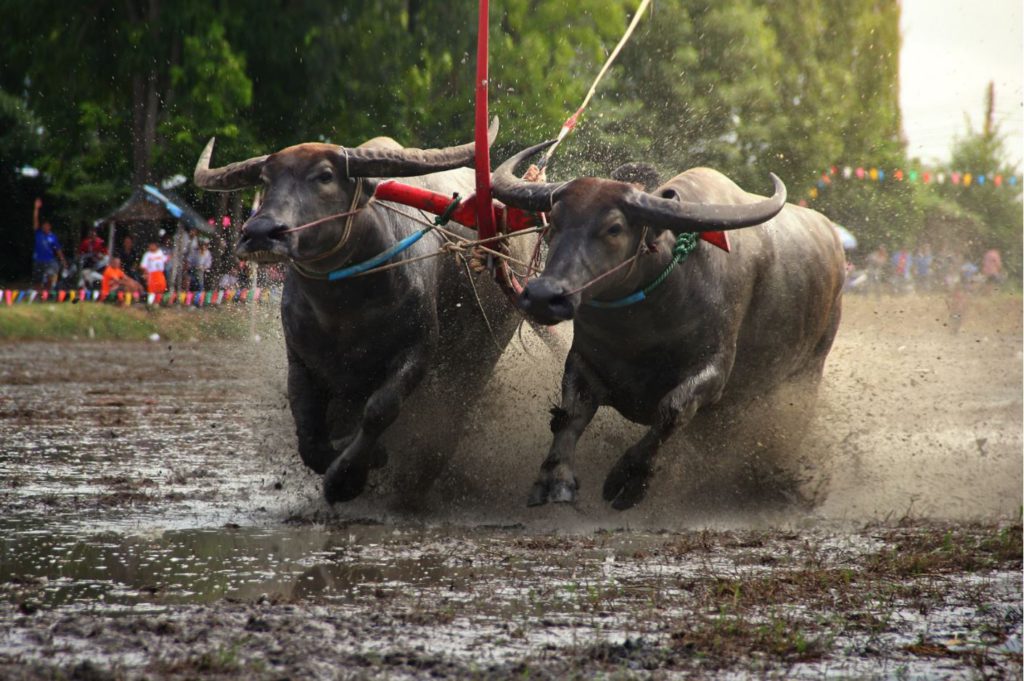 Buffalo racing in Chonburi