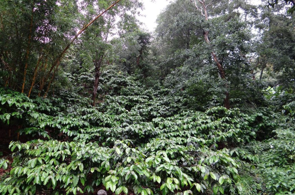 Coffee Plantation in Coorg