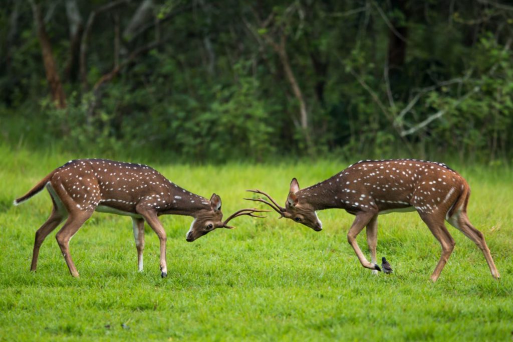 Deers spotted sparring in Nagarhole