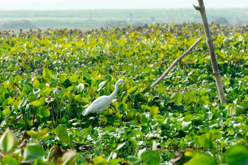 Egret Heron at Ranganathittu Bird Sanctuary, day trip to Mysore