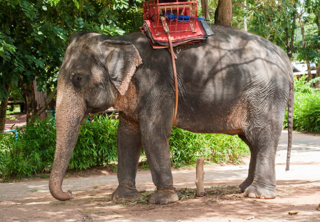 Elephant at Surin