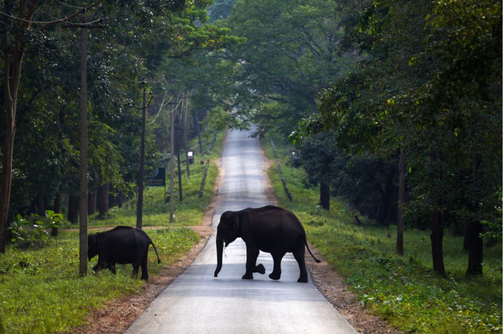 Elephants crossing road in Nagarhole National Park