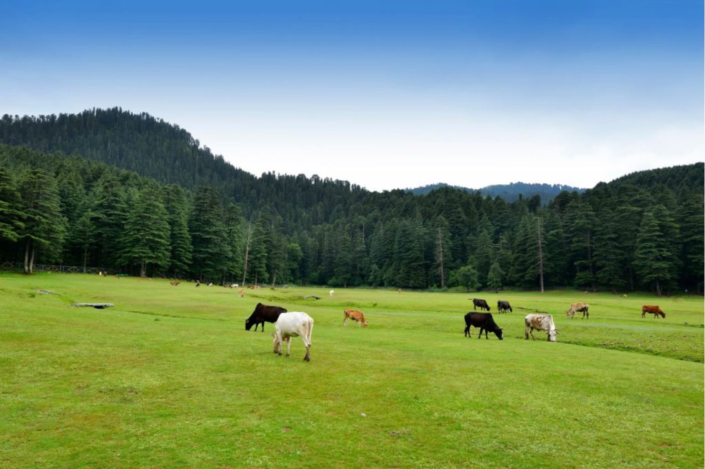 Khajjiar Meadow, Topography resembling the Swiss ccountryside