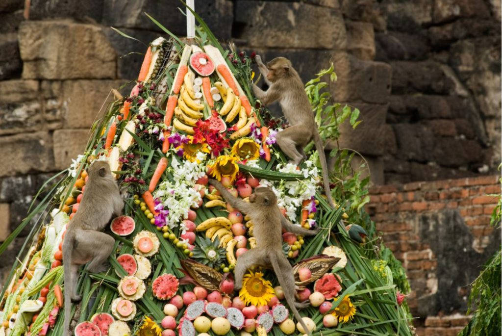 Monkey relishing banquet in Lopburi Monkey festival, Festival in thailand