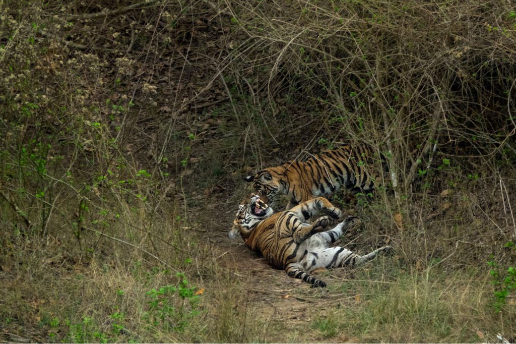 A mother and a cub playing at Bandipur National Park