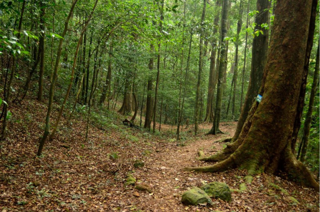 Trekking inside Pushpagiri Forests