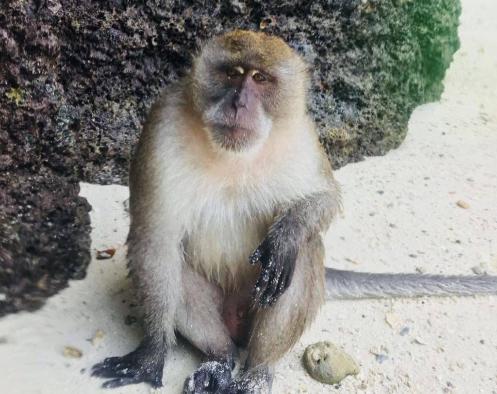 A monkey from the monkey island in koh phi phi