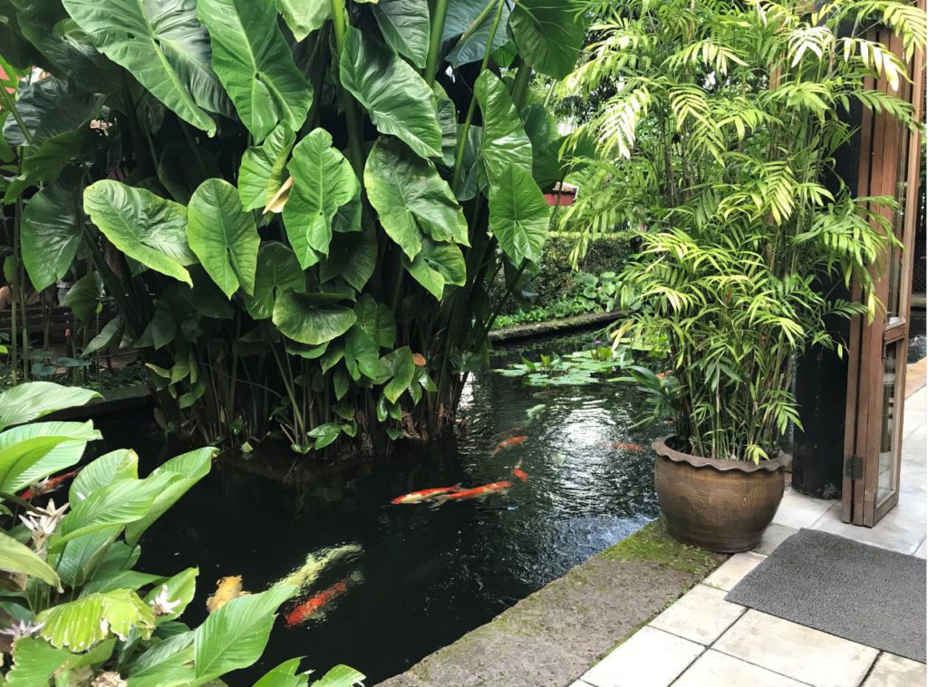 Fish in a pool next to the restaurant