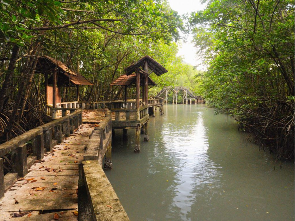 Mangrove Walkaway in Koh Chang