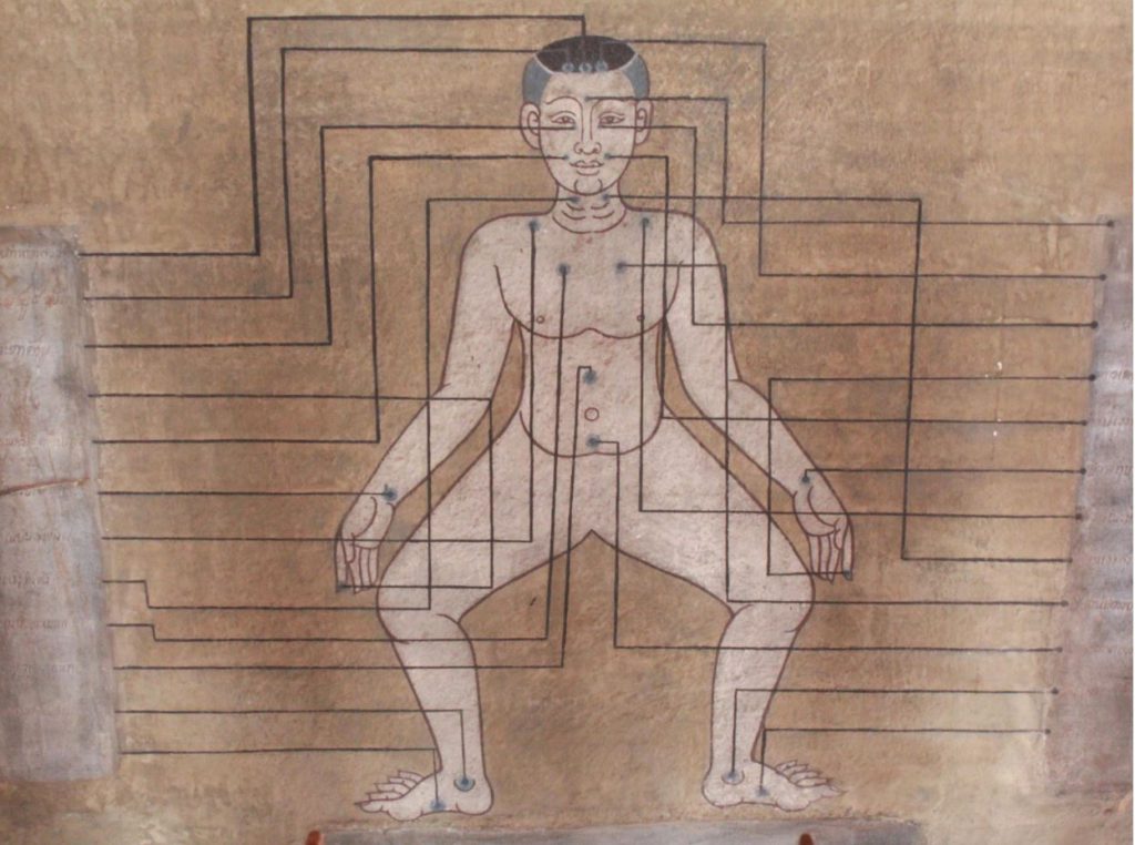 Therapeutic Points on a Human body stimulated in Thai massage