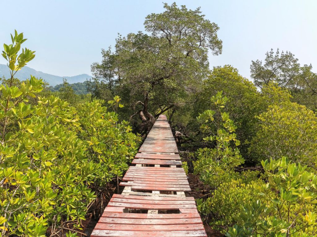 walkaway on top of a mangrove forest