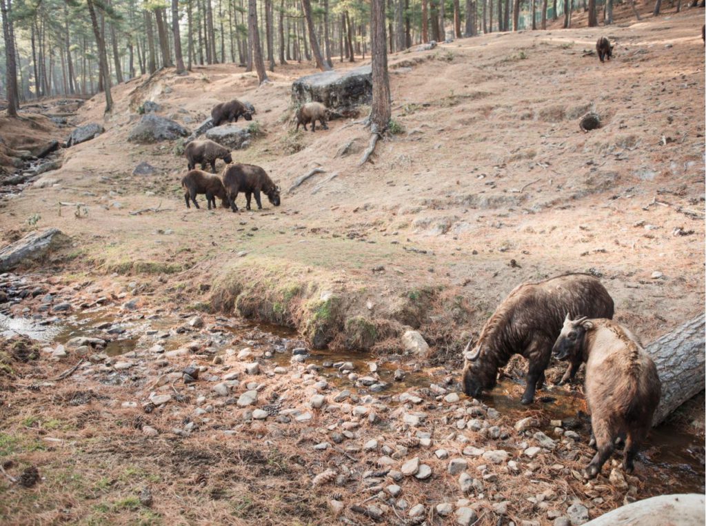 A herd of Takin, Bhutan's national animal