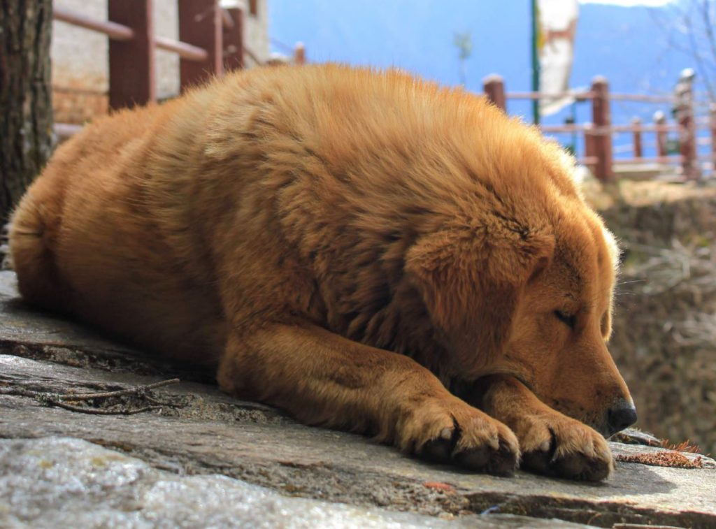 Another furry friend just outside the monastery