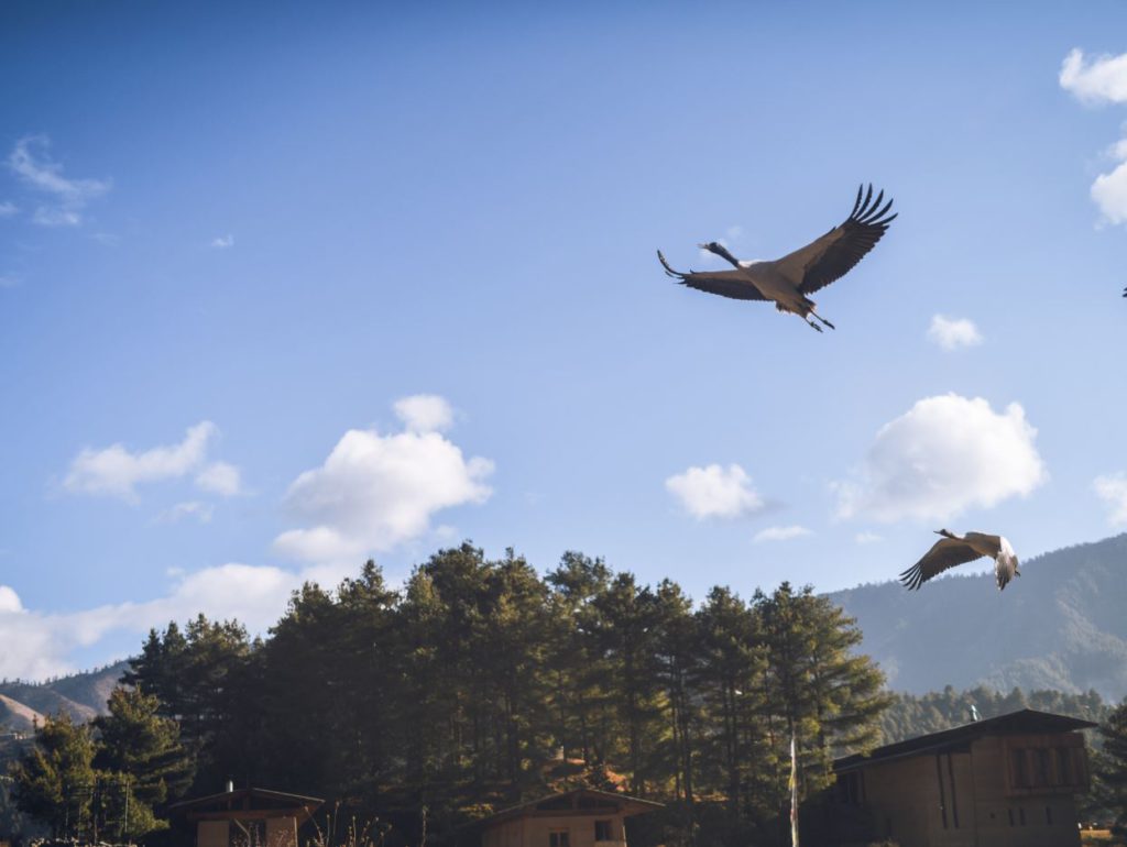 Black necked cranes over Phobjikha Valley