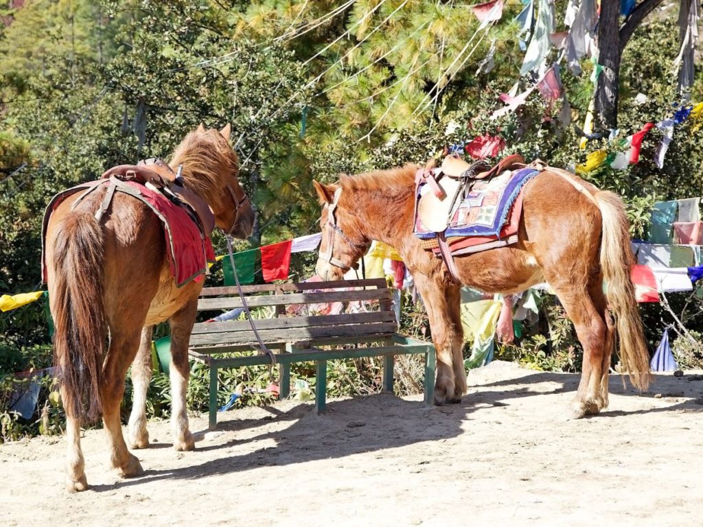 Horses available for the hike