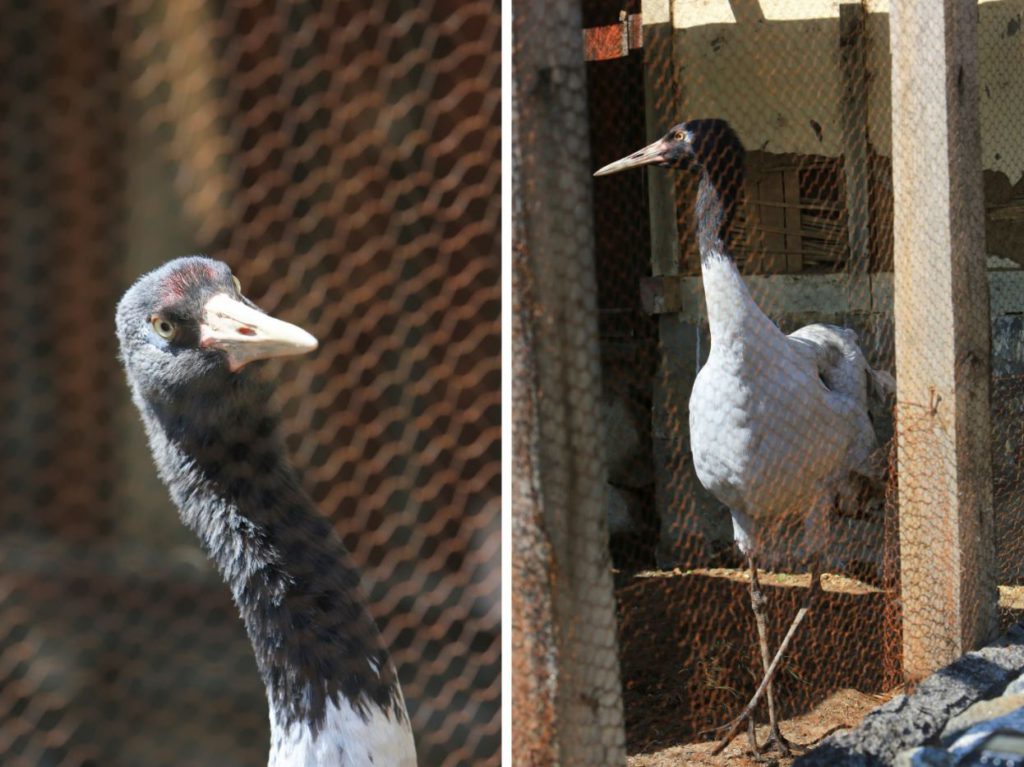 Karma, a black necked crane currently residing in the village