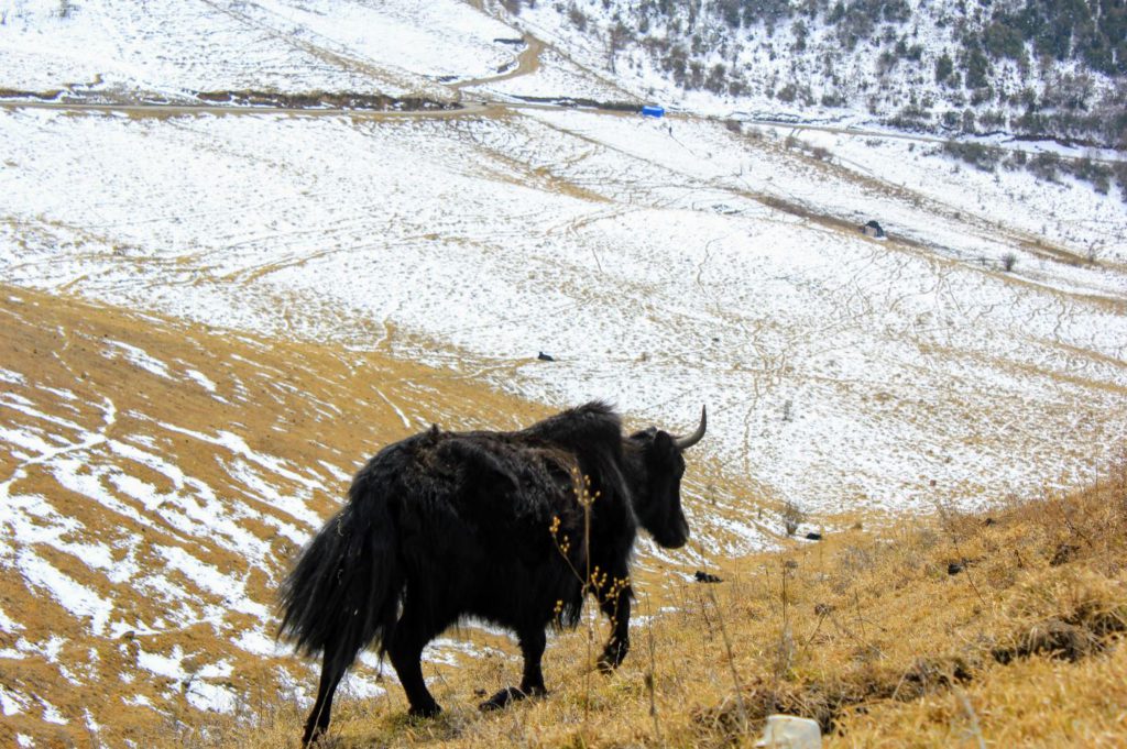 Yaks grazing around in the valley, Phobjikha