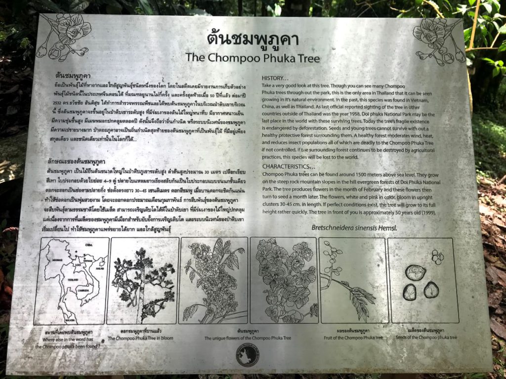 About the Chomphoo Phukha Tree, Nan, Thailand