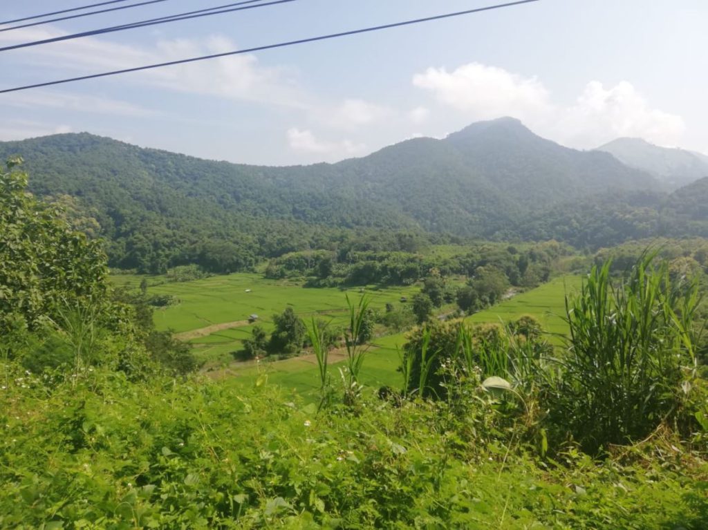 Paddy fields in Pua