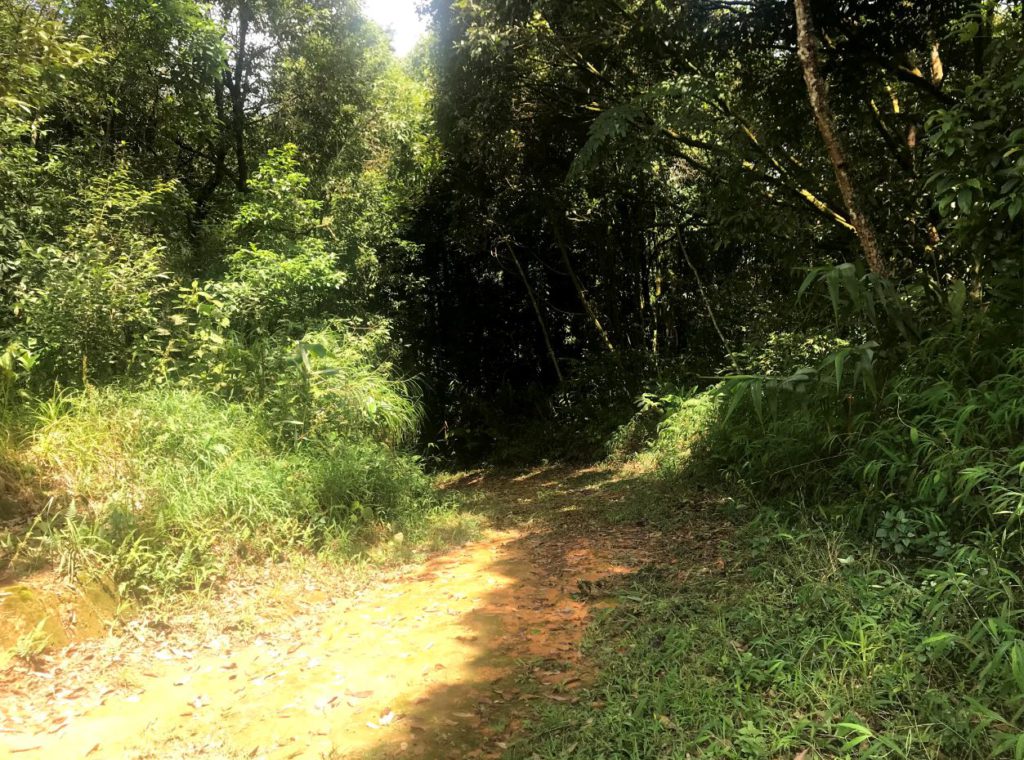 Phukha Nature Trail starting from the camping grounds in Doi Phu Kha National Park