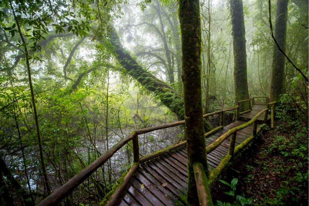 Ang Ka nature trail in Doi Inthanon National Park