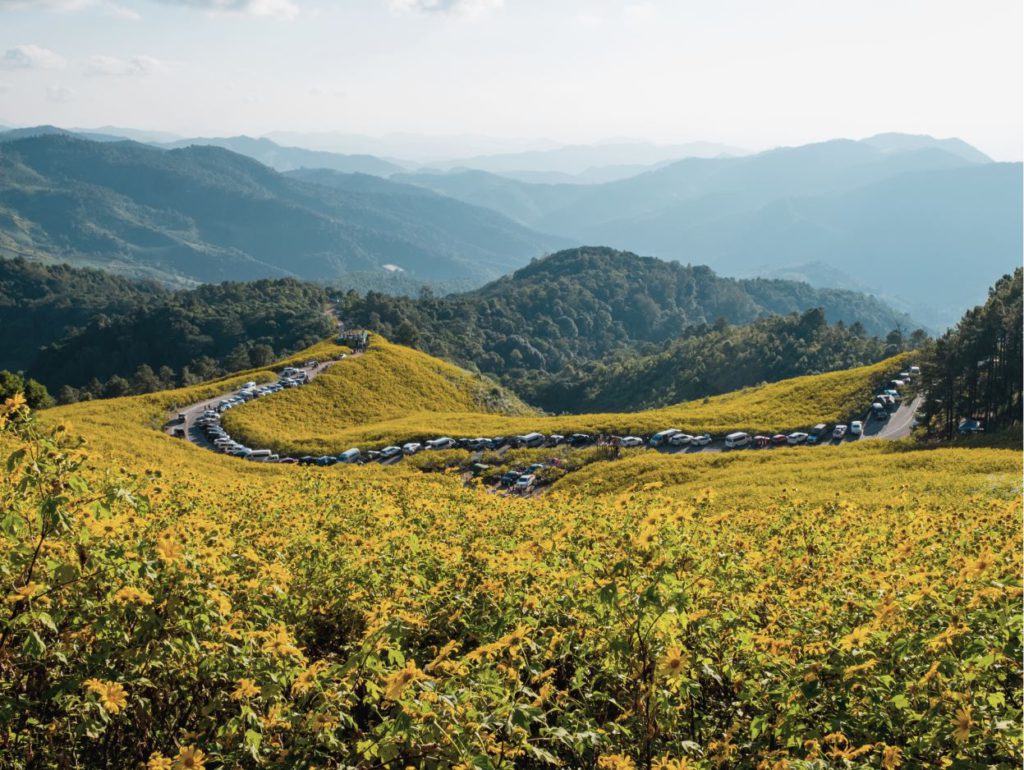 Bua Thong fields Thailand