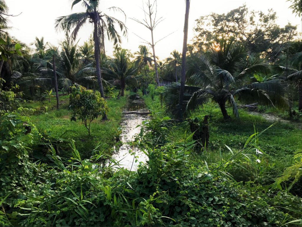 Countryside in Bang Kachao