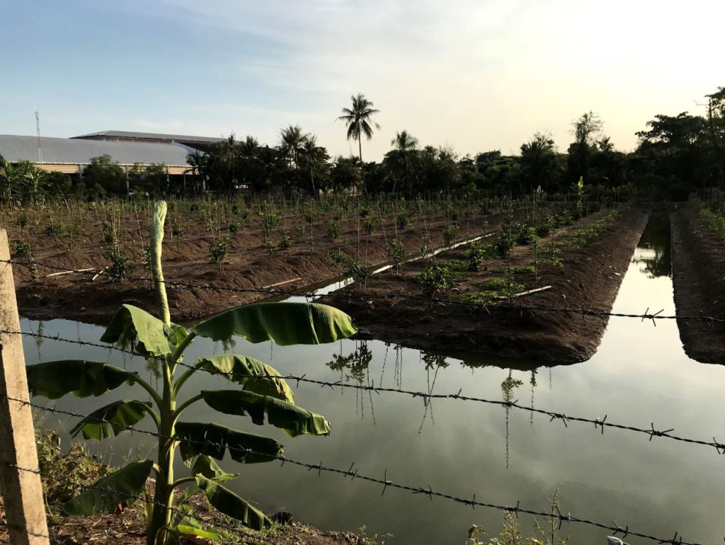 Farms in Bang Kachao