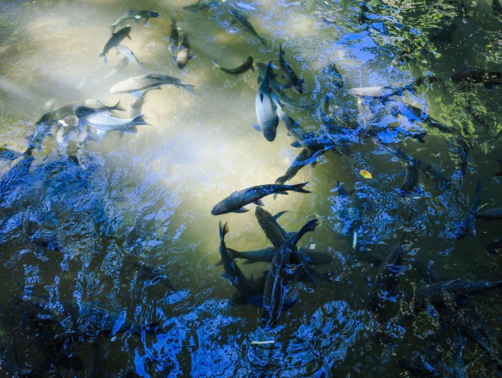 Large fish inside Tham Pla Caves