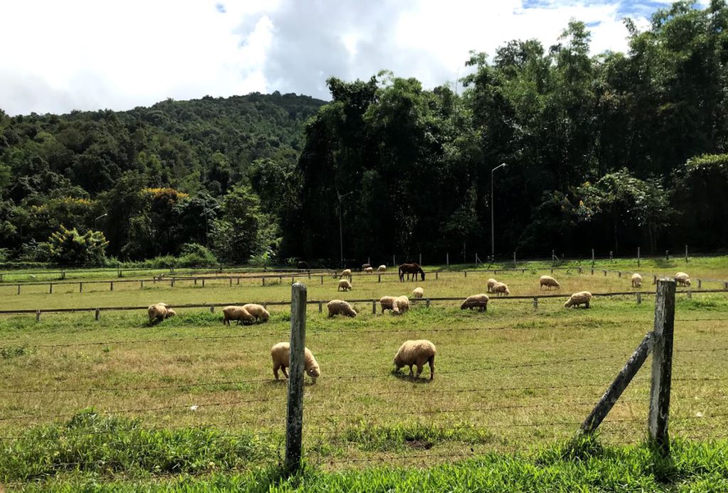 Sheeps grazing inside the royal project