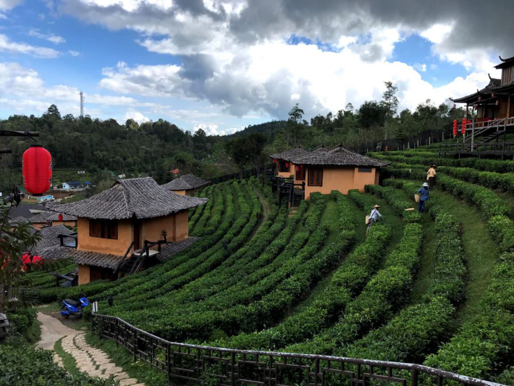 Tea gardens at Lee Wine Resort, Ban Rak Thai