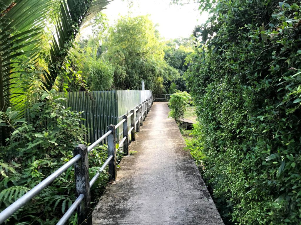 Walking in the forest on elevated paths, Bang Kachao