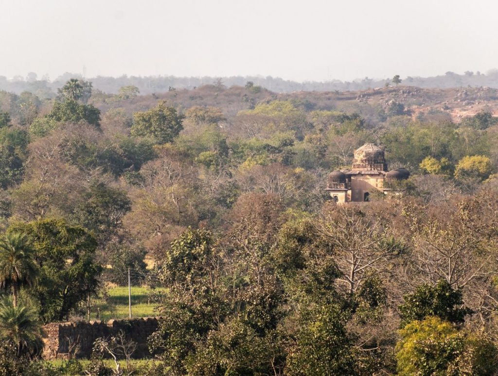 Forest cover around Orchha