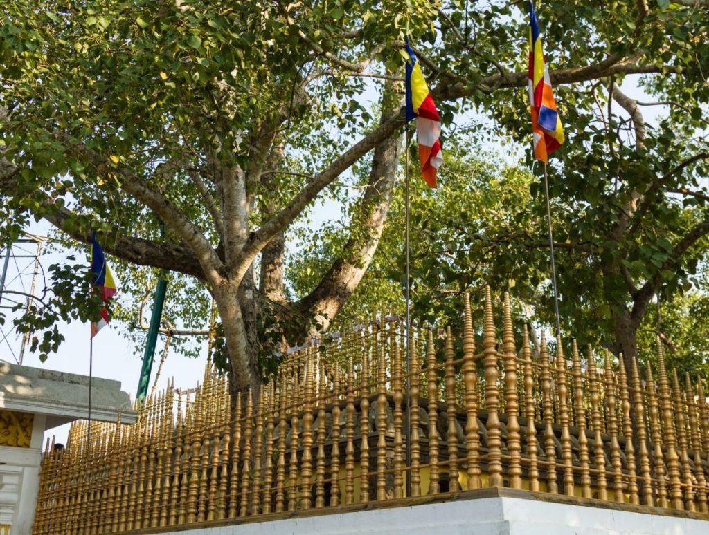 Maha Bodhi Tree, Anuradhapura