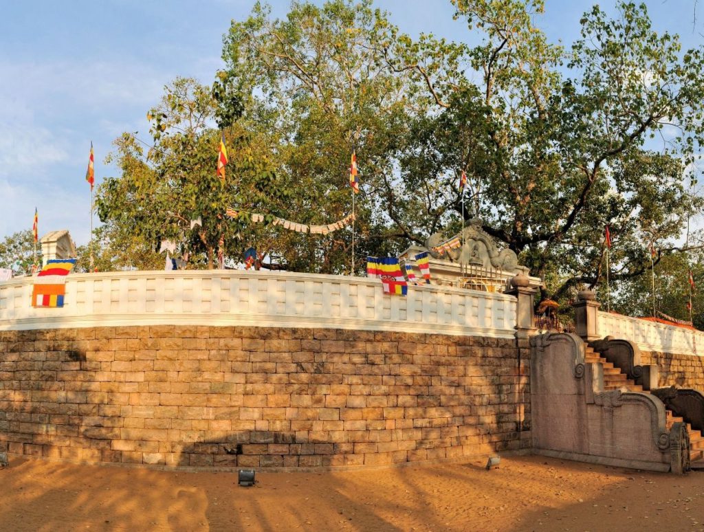 Maha Bodhi Tree, Anuradhapura