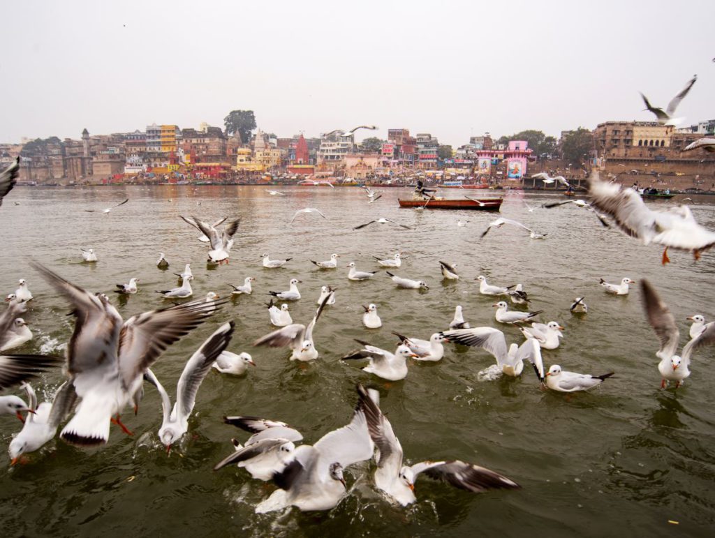 Seagulls in winters in Varanasi