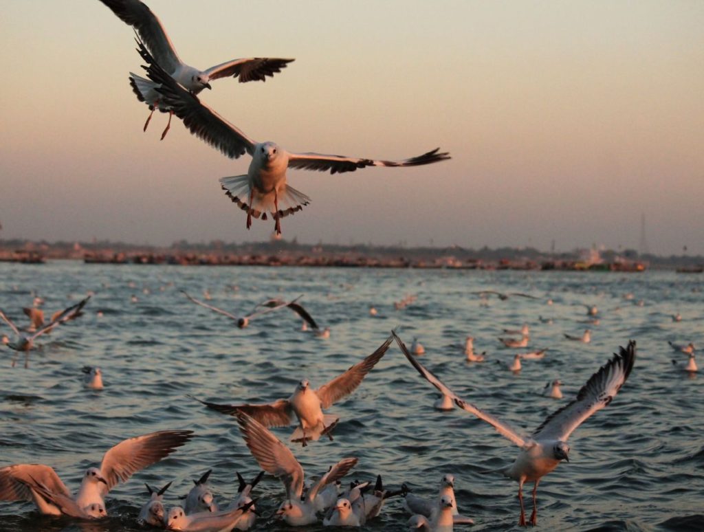 Migratory birds on Ganga river during winter