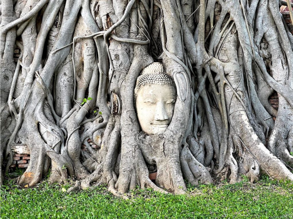 A stone sculpture of Buddha's face entwined with tree trunks, Ayutthaya