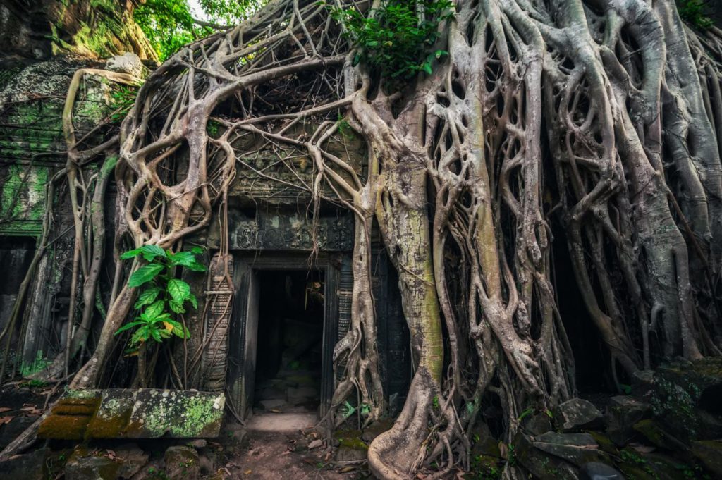Trees covering the temples of Angkor Wat