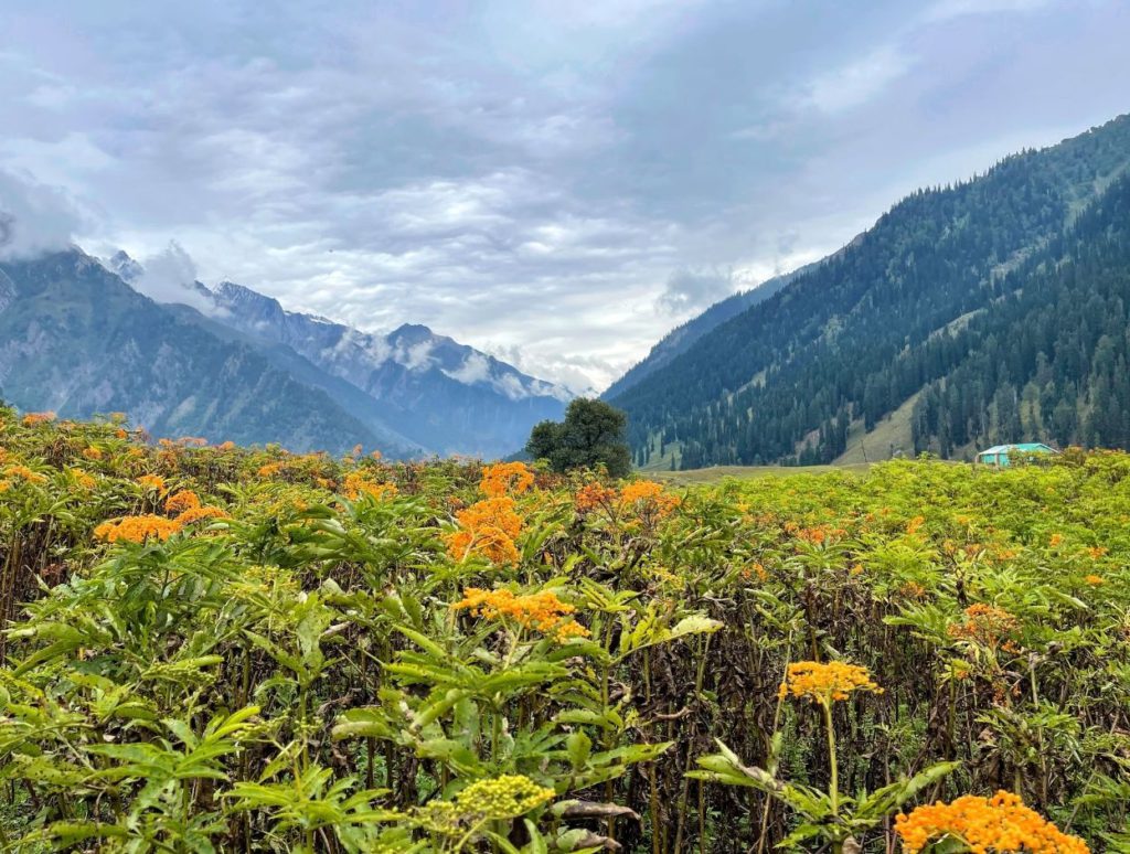 Flowers blooming in Kashmir, Kashmir travel itineary