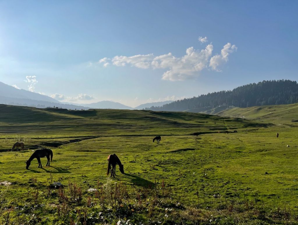 Lovely Green meadows of Gulmarg, Kashmir travel itineary