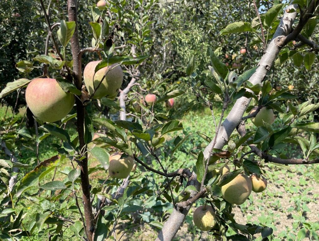 Apples growing in the orchard in Kashmir
