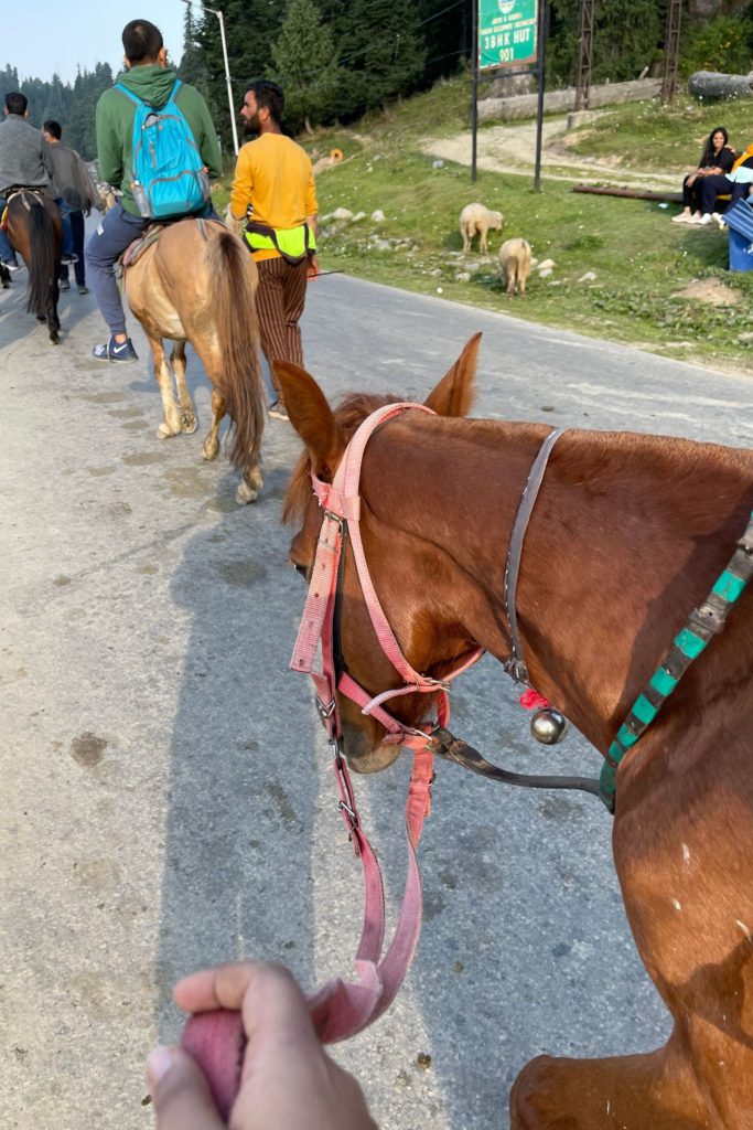 Hired ponies in Gulmarg Kashmir