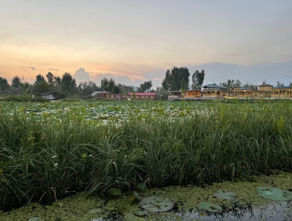 Lotus farm on Dal Lake