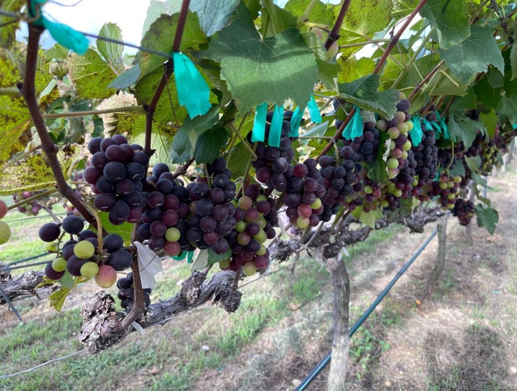 Ripe grapes left to be sweeten