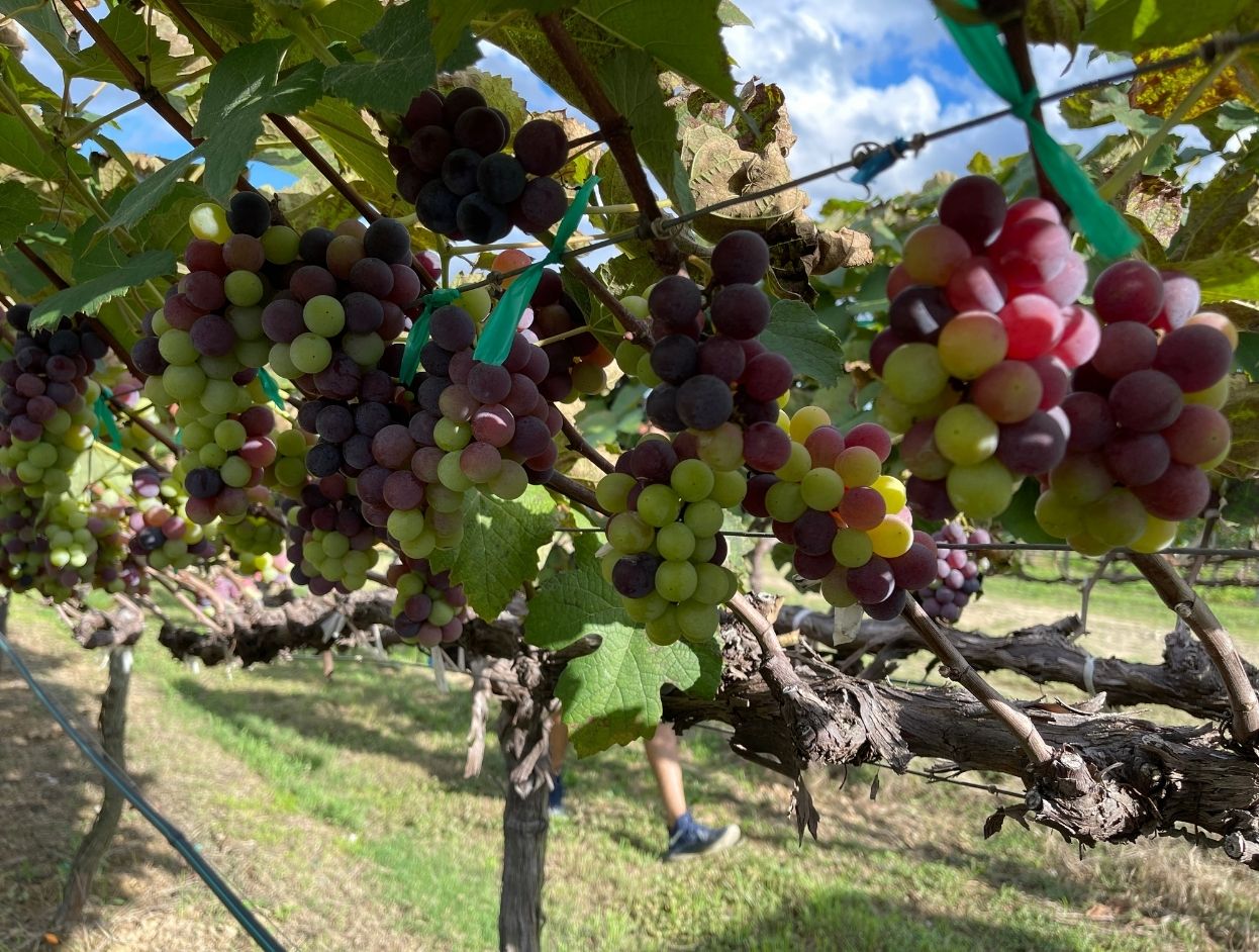 Ripe grapes on the grape vines