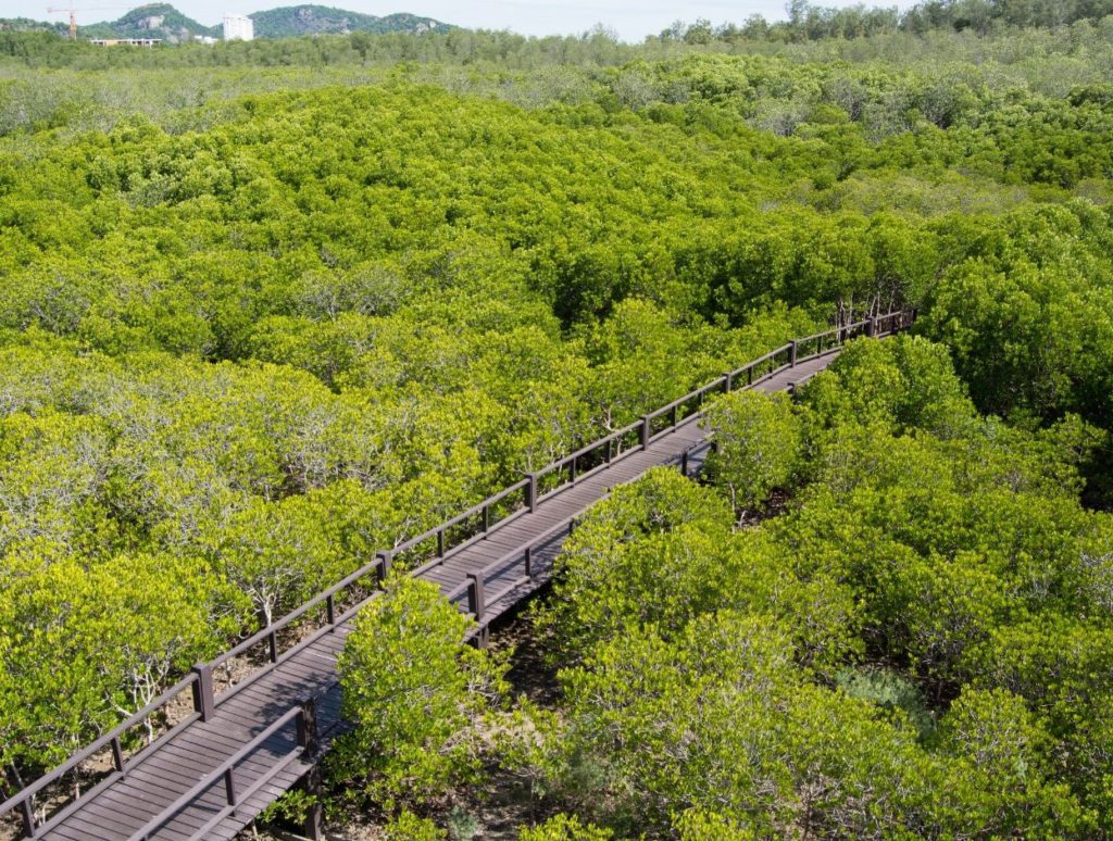 Teakwood walkway at Pranburi forest